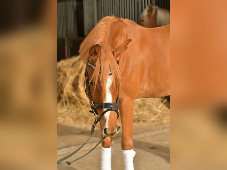 Niemiecki kuc wierzchowy Wałach 4 lat 145 cm Kasztanowata in Geilenkirchen