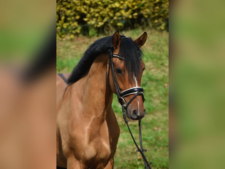 Niemiecki kuc wierzchowy Wałach 4 lat 146 cm Bułana in F&#xFC;rstenau