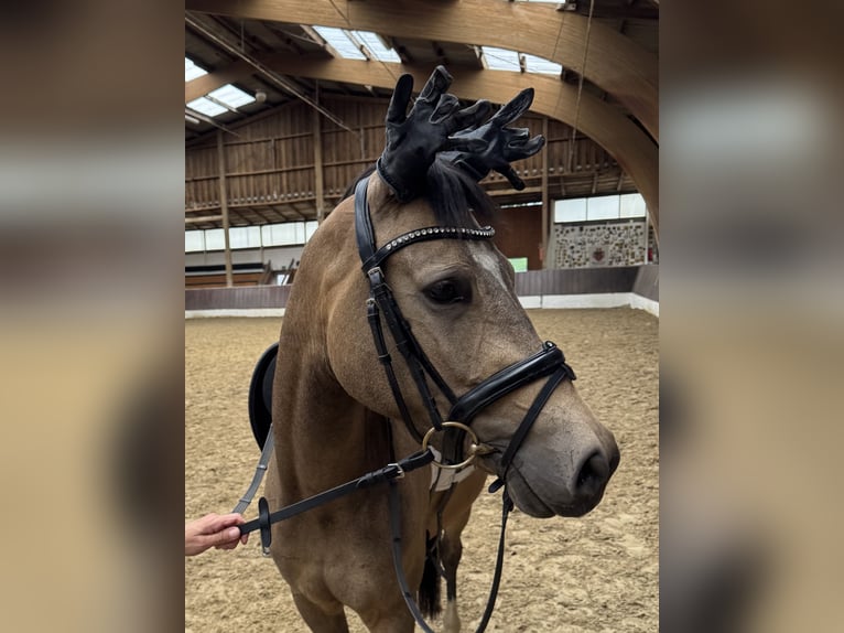 Niemiecki kuc wierzchowy Wałach 4 lat 146 cm Bułana in Krefeld