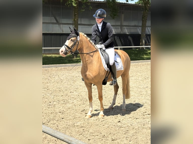 Niemiecki kuc wierzchowy Wałach 4 lat 146 cm Bułana in Nottuln/ Appelhülsen