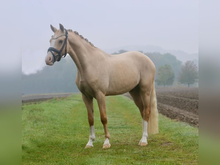Niemiecki kuc wierzchowy Wałach 4 lat 146 cm Bułana in Nottuln/ Appelhülsen