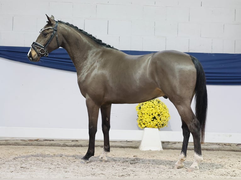 Niemiecki kuc wierzchowy Wałach 4 lat 146 cm Bułana in Marsberg