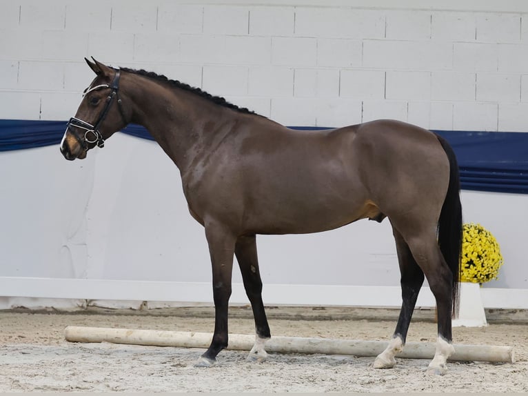 Niemiecki kuc wierzchowy Wałach 4 lat 146 cm Bułana in Marsberg