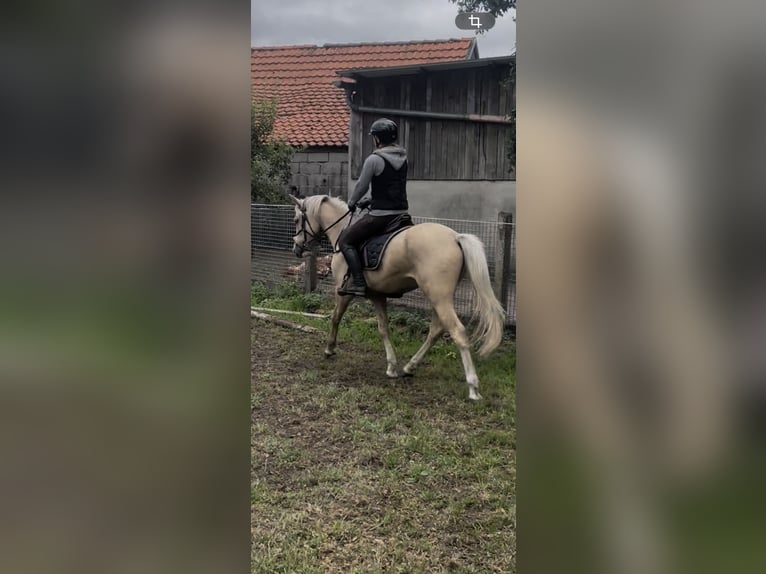 Niemiecki kuc wierzchowy Wałach 4 lat 146 cm Izabelowata in Hopsten