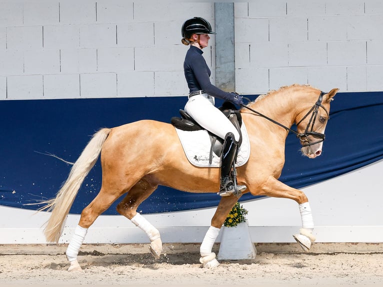 Niemiecki kuc wierzchowy Wałach 4 lat 146 cm Izabelowata in Marsberg