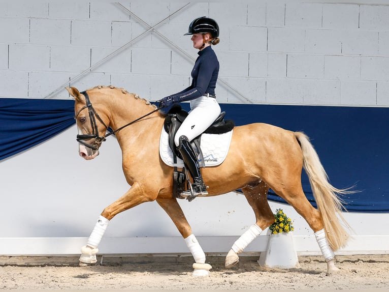 Niemiecki kuc wierzchowy Wałach 4 lat 146 cm Izabelowata in Marsberg