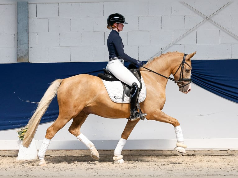 Niemiecki kuc wierzchowy Wałach 4 lat 146 cm Izabelowata in Marsberg