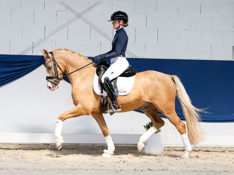 Niemiecki kuc wierzchowy Wałach 4 lat 146 cm Izabelowata in Marsberg