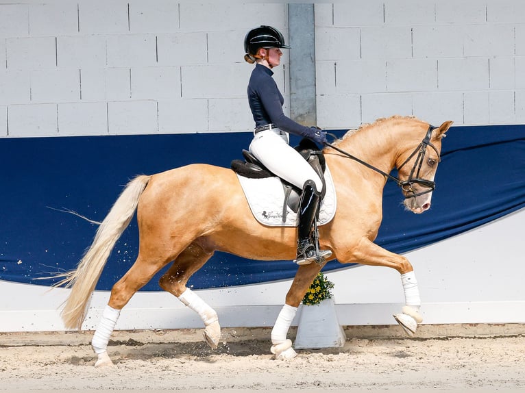 Niemiecki kuc wierzchowy Wałach 4 lat 146 cm Izabelowata in Marsberg