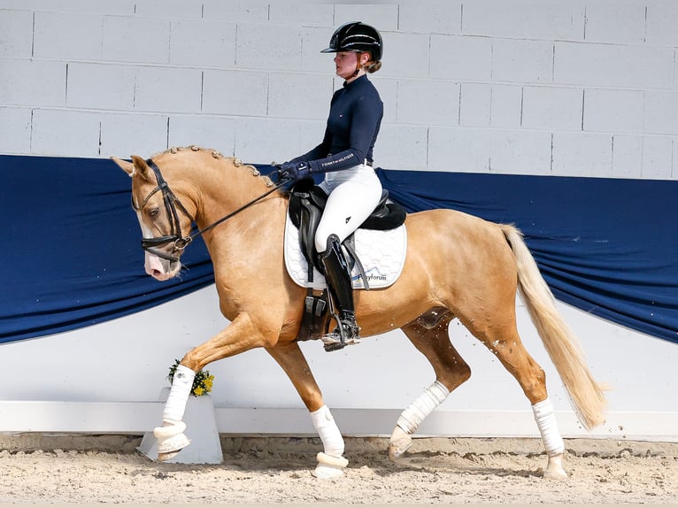 Niemiecki kuc wierzchowy Wałach 4 lat 146 cm Izabelowata in Marsberg