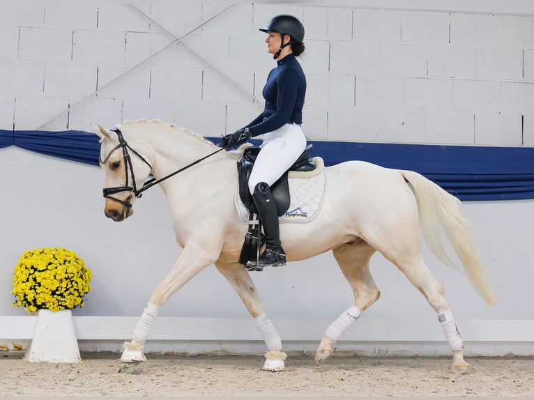 Niemiecki kuc wierzchowy Wałach 4 lat 146 cm Izabelowata in Marsberg