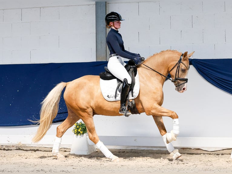 Niemiecki kuc wierzchowy Wałach 4 lat 146 cm Izabelowata in Marsberg