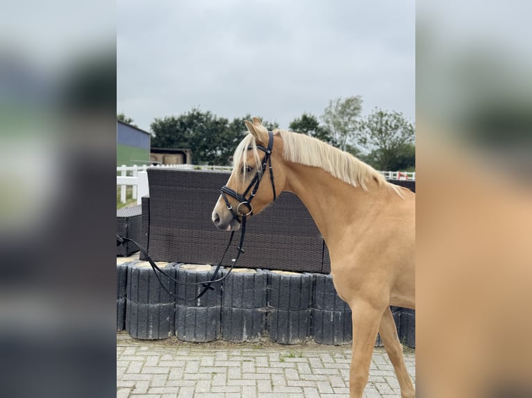Niemiecki kuc wierzchowy Wałach 4 lat 146 cm Izabelowata in Wangerland HohenkircheN