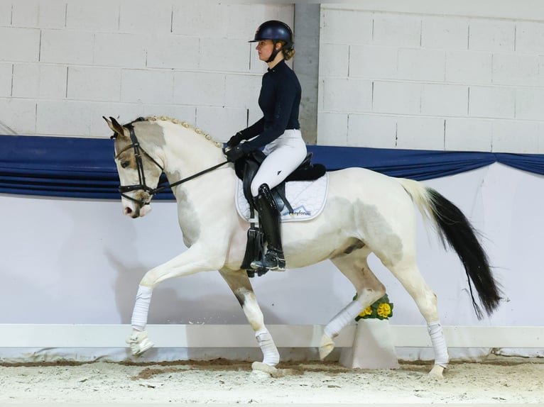 Niemiecki kuc wierzchowy Wałach 4 lat 146 cm Srokata in Marsberg