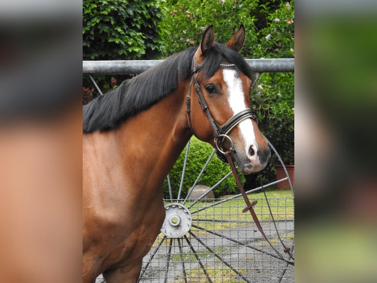 Niemiecki kuc wierzchowy Wałach 4 lat 147 cm Bułana in Bremerv&#xF6;rde