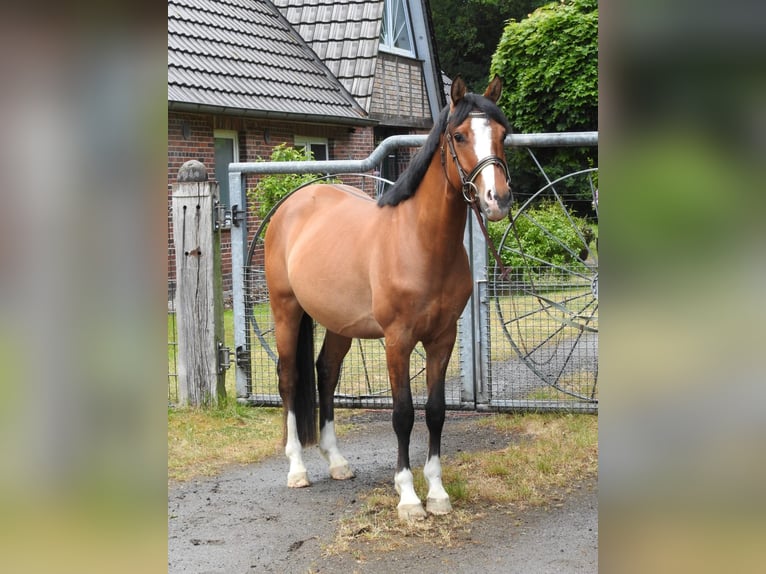 Niemiecki kuc wierzchowy Wałach 4 lat 147 cm Bułana in Bremerv&#xF6;rde