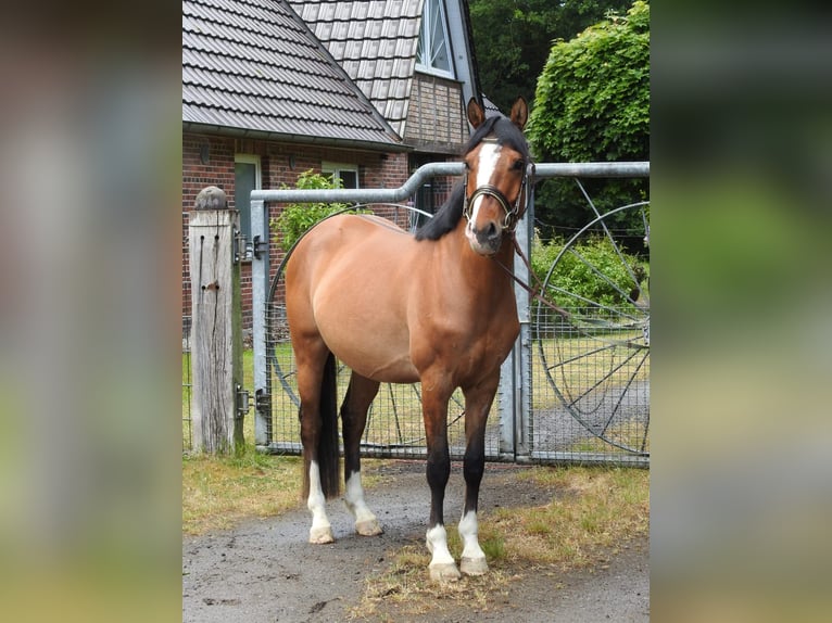 Niemiecki kuc wierzchowy Wałach 4 lat 147 cm Bułana in Bremerv&#xF6;rde