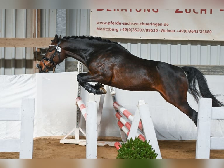 Niemiecki kuc wierzchowy Wałach 4 lat 147 cm Ciemnogniada in Pölzig