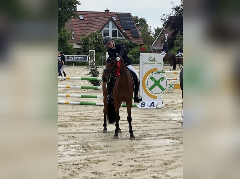 Niemiecki kuc wierzchowy Wałach 4 lat 147 cm Gniada in Haltern am See