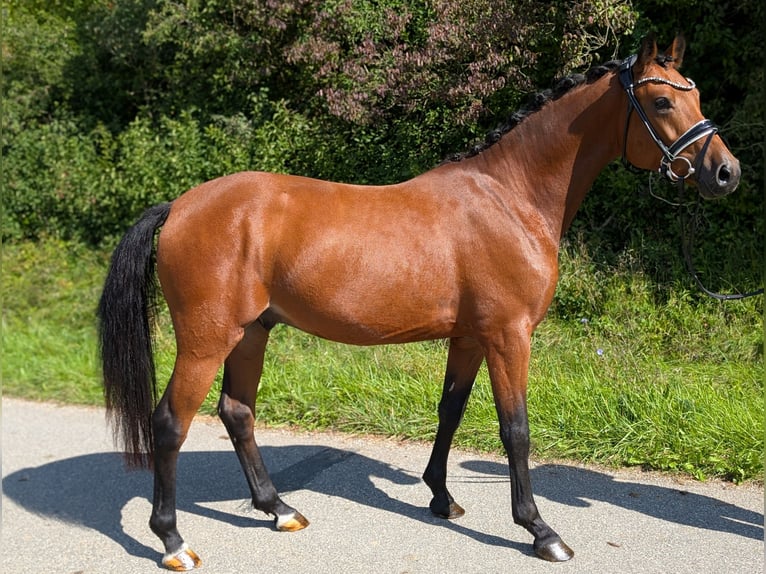 Niemiecki kuc wierzchowy Wałach 4 lat 147 cm Gniada in Plech