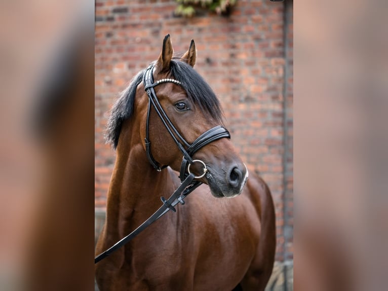 Niemiecki kuc wierzchowy Wałach 4 lat 147 cm Gniada in NordkirchenNordkirchen