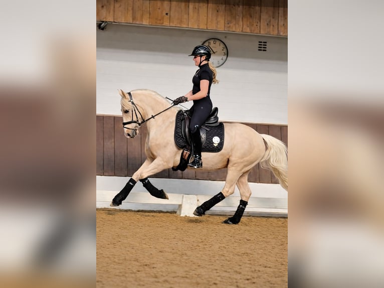 Niemiecki kuc wierzchowy Wałach 4 lat 147 cm Izabelowata in Kempen