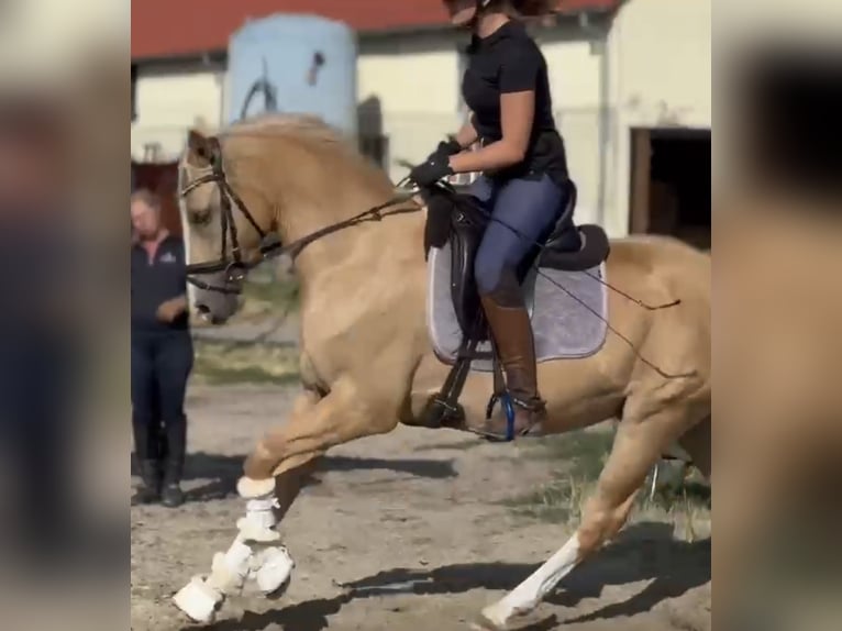 Niemiecki kuc wierzchowy Wałach 4 lat 147 cm Izabelowata in Thyrow