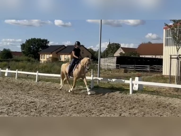 Niemiecki kuc wierzchowy Wałach 4 lat 147 cm Izabelowata in Thyrow