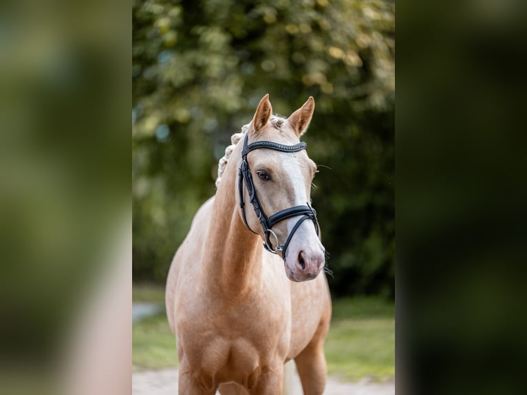 Niemiecki kuc wierzchowy Wałach 4 lat 147 cm Izabelowata in Aukrug