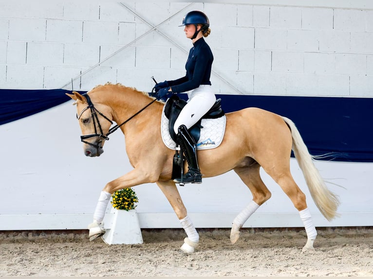 Niemiecki kuc wierzchowy Wałach 4 lat 147 cm Izabelowata in Marsberg