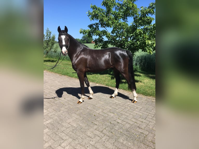 Niemiecki kuc wierzchowy Wałach 4 lat 147 cm Kara in Neuenkirchen