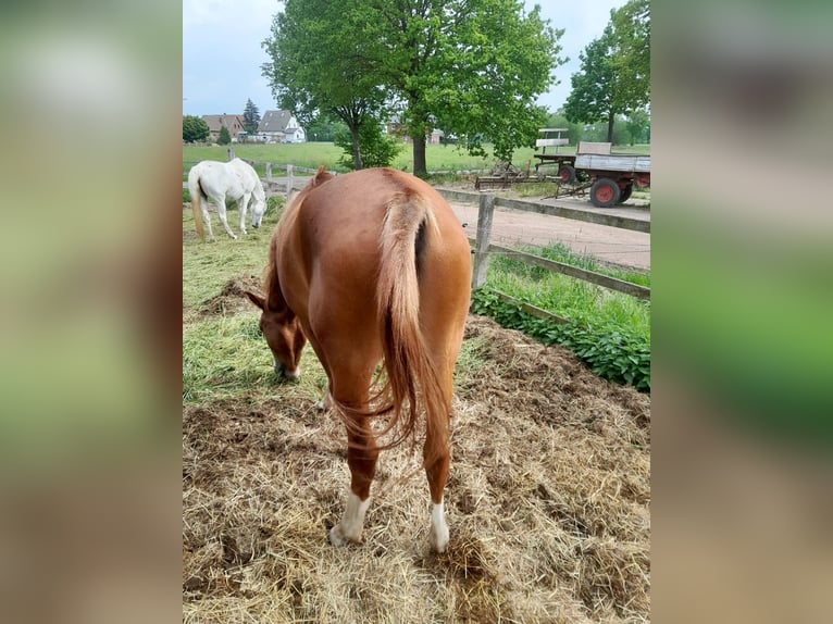 Niemiecki kuc wierzchowy Wałach 4 lat 147 cm Kasztanowata in Petershagen