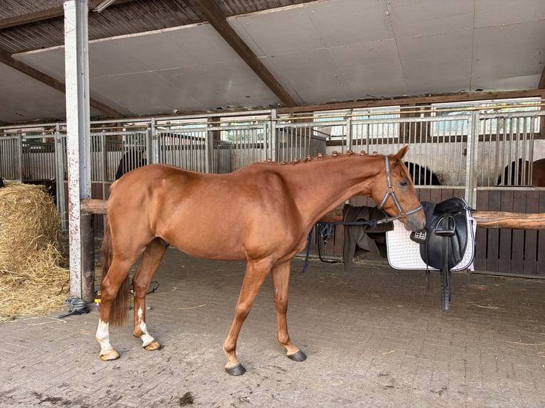 Niemiecki kuc wierzchowy Wałach 4 lat 147 cm Kasztanowata in Ringstedt