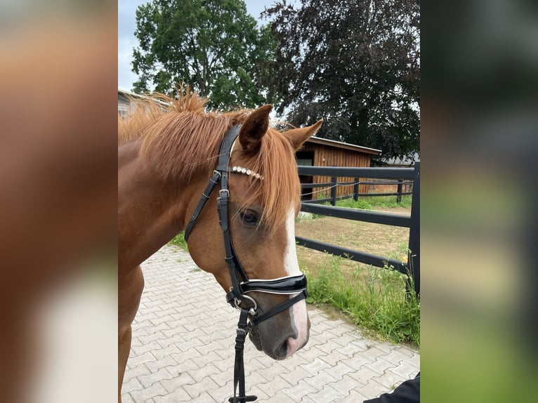 Niemiecki kuc wierzchowy Wałach 4 lat 147 cm Kasztanowata in Scharnebeck