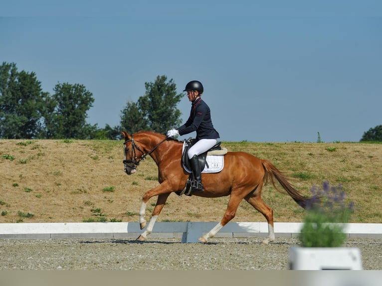 Niemiecki kuc wierzchowy Wałach 4 lat 147 cm Kasztanowata in Sch&#xF6;nefeld