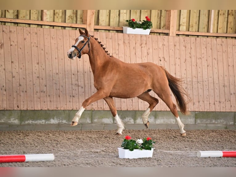 Niemiecki kuc wierzchowy Wałach 4 lat 147 cm Kasztanowata in Sch&#xF6;nefeld