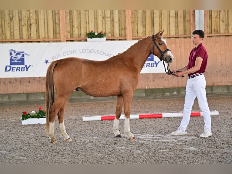 Niemiecki kuc wierzchowy Wałach 4 lat 147 cm Kasztanowata in Sch&#xF6;nefeld