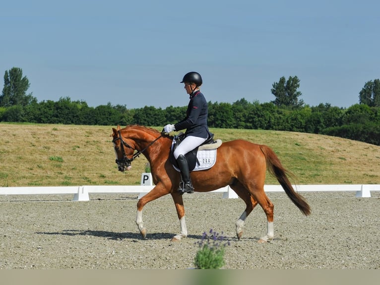 Niemiecki kuc wierzchowy Wałach 4 lat 147 cm Kasztanowata in Sch&#xF6;nefeld