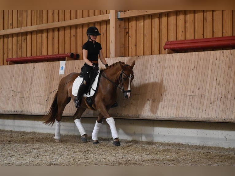 Niemiecki kuc wierzchowy Wałach 4 lat 147 cm Kasztanowata in Weilheim in Oberbayern