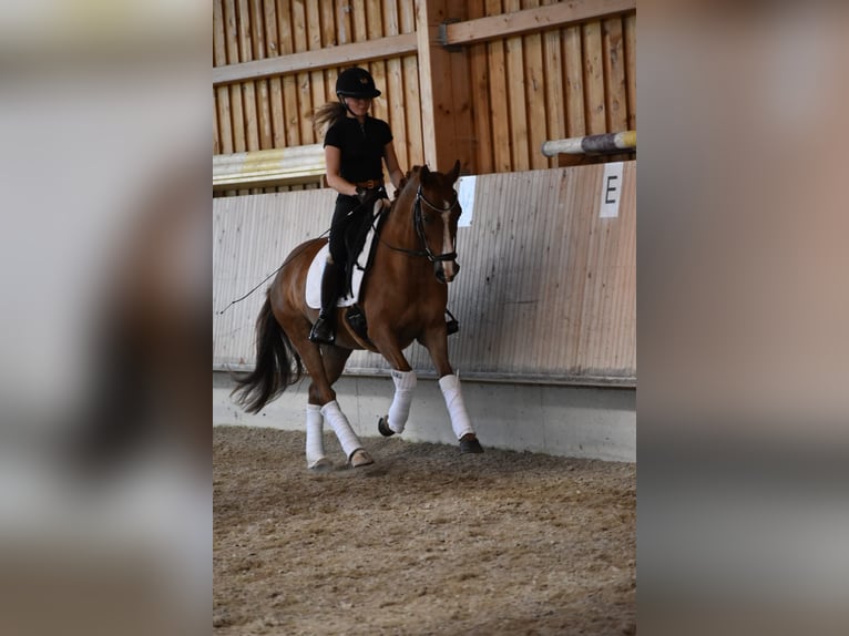 Niemiecki kuc wierzchowy Wałach 4 lat 147 cm Kasztanowata in Weilheim in Oberbayern