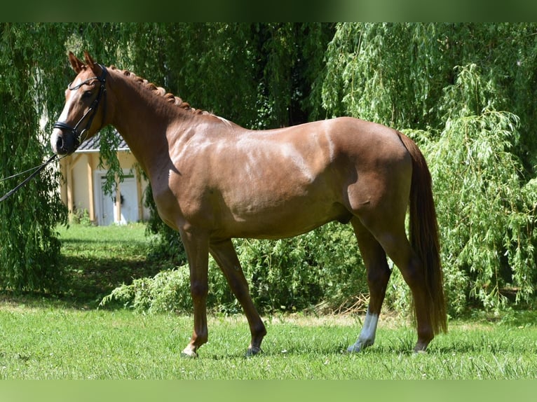 Niemiecki kuc wierzchowy Wałach 4 lat 147 cm Kasztanowata in Weilheim in Oberbayern
