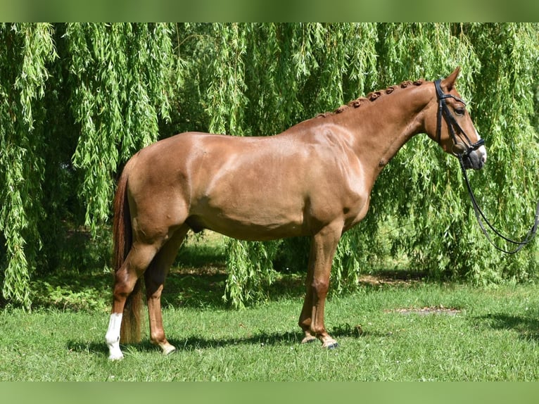 Niemiecki kuc wierzchowy Wałach 4 lat 147 cm Kasztanowata in Weilheim in Oberbayern