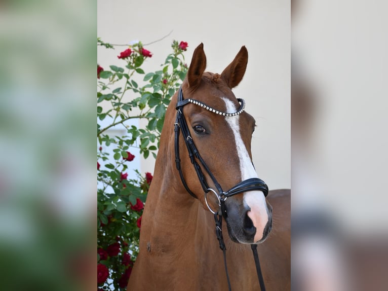 Niemiecki kuc wierzchowy Wałach 4 lat 147 cm Kasztanowata in Weilheim in Oberbayern