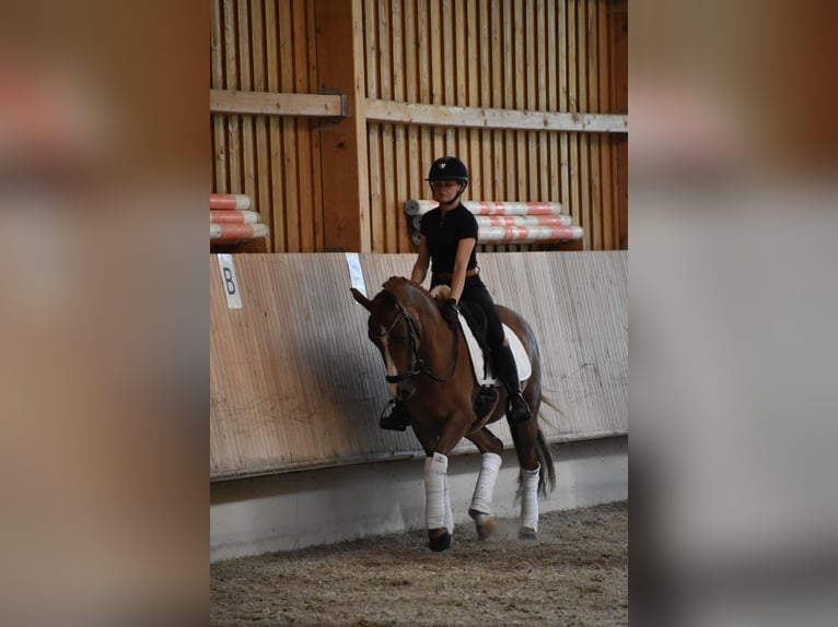 Niemiecki kuc wierzchowy Wałach 4 lat 147 cm Kasztanowata in Weilheim in Oberbayern