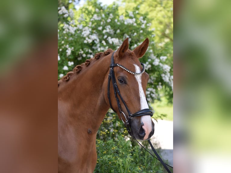 Niemiecki kuc wierzchowy Wałach 4 lat 147 cm Kasztanowata in Weilheim in Oberbayern