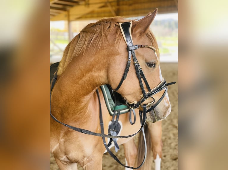 Niemiecki kuc wierzchowy Wałach 4 lat 147 cm Kasztanowata in Kiefersfelden