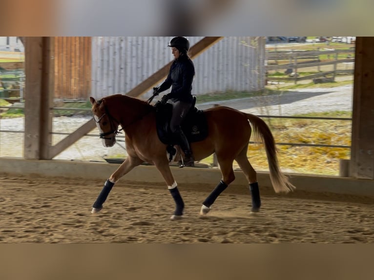 Niemiecki kuc wierzchowy Wałach 4 lat 147 cm Kasztanowata in Kiefersfelden