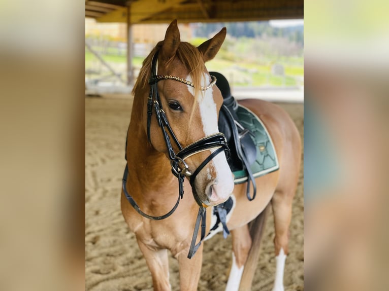 Niemiecki kuc wierzchowy Wałach 4 lat 147 cm Kasztanowata in Kiefersfelden