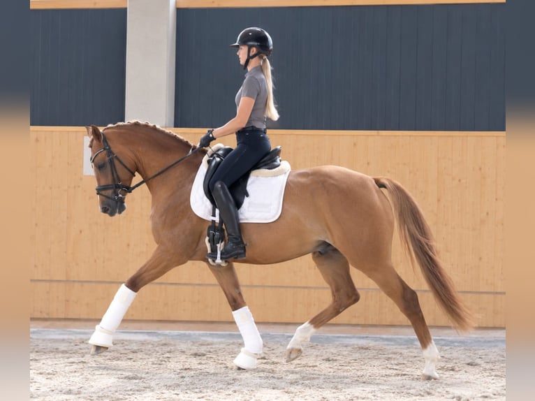 Niemiecki kuc wierzchowy Wałach 4 lat 147 cm Kasztanowata in Neustadt