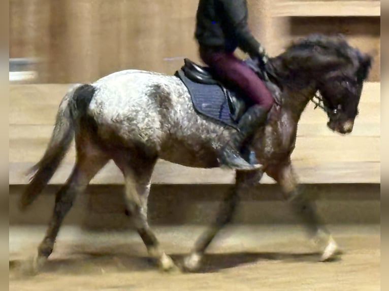 Niemiecki kuc wierzchowy Wałach 4 lat 147 cm  in Hainsfarth